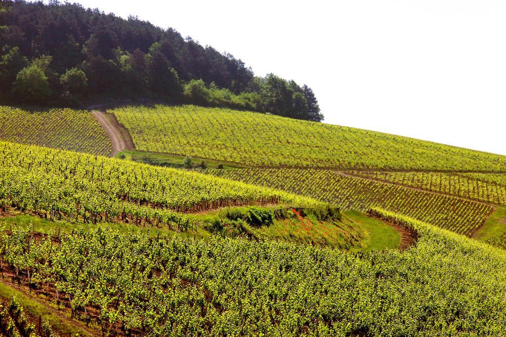 Au Vieux Moulin Villa Chablis Exterior photo